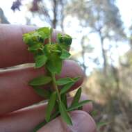 Image of Euphorbia esuliformis S. Schauer