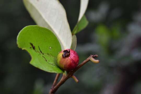 Imagem de <i>Eugenia capulioides</i>