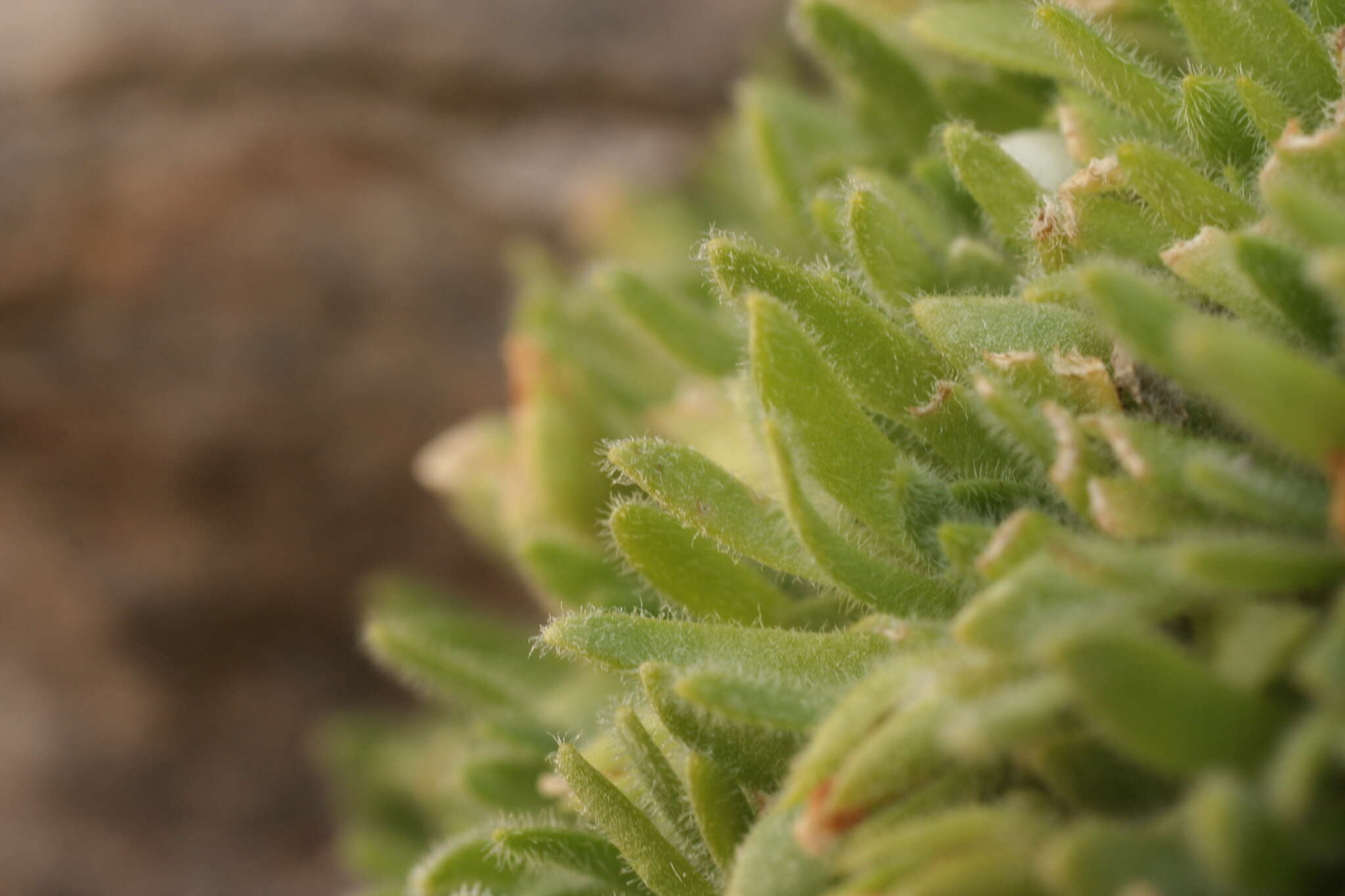 Image of Androsace pubescens DC.