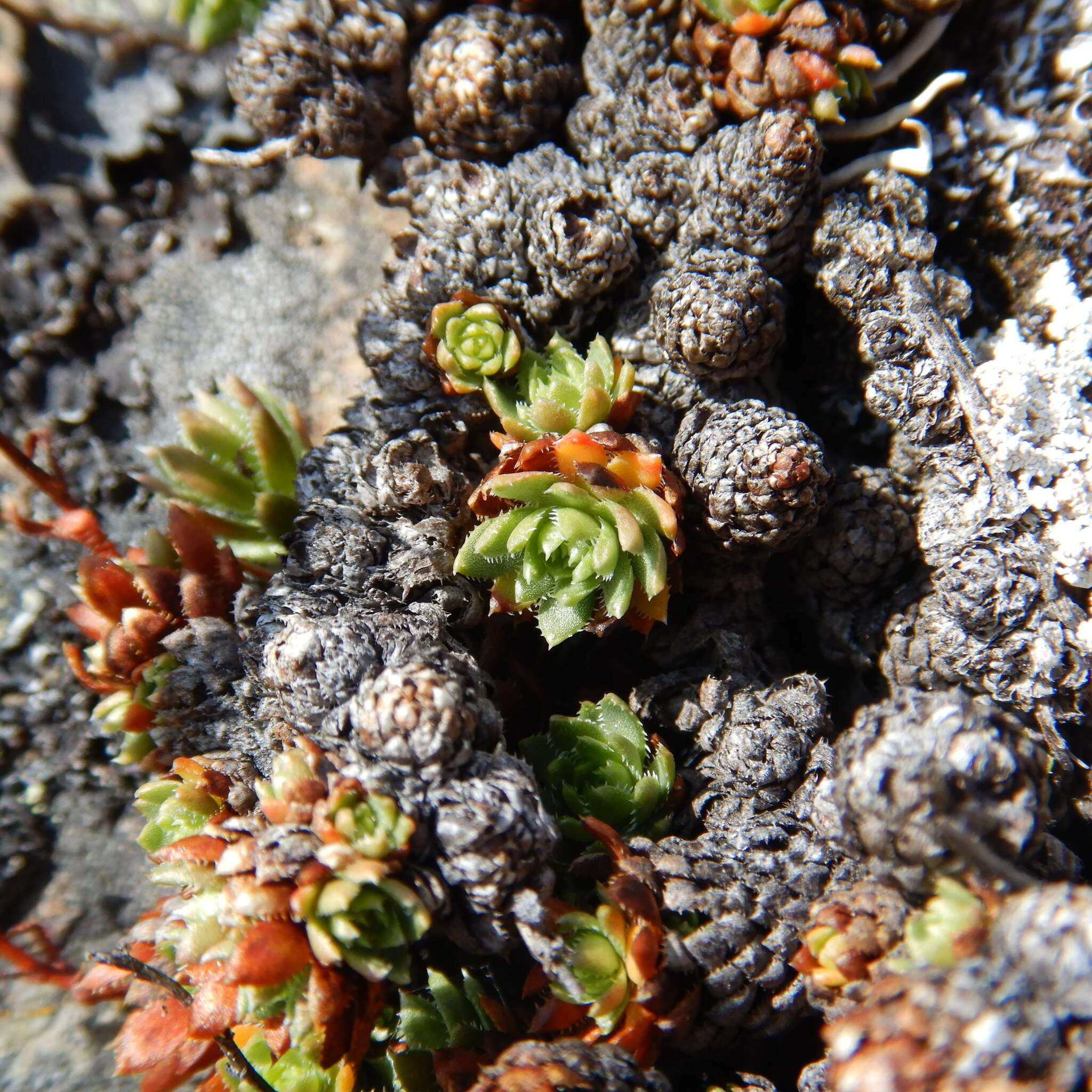 Image of Funston's Saxifrage