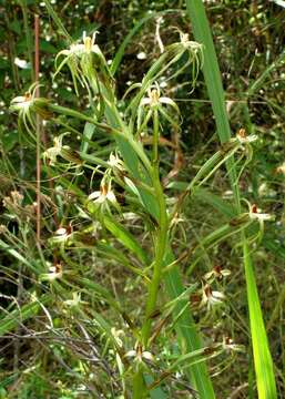 Habenaria nyikana Rchb. fil. resmi