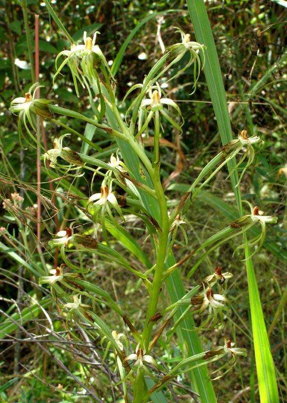 Habenaria nyikana Rchb. fil. resmi