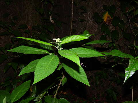 Image de Pavonia fruticosa (Mill.) Fawcett & Rendle