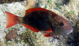 Sparisoma frondosum (Agassiz 1831) resmi