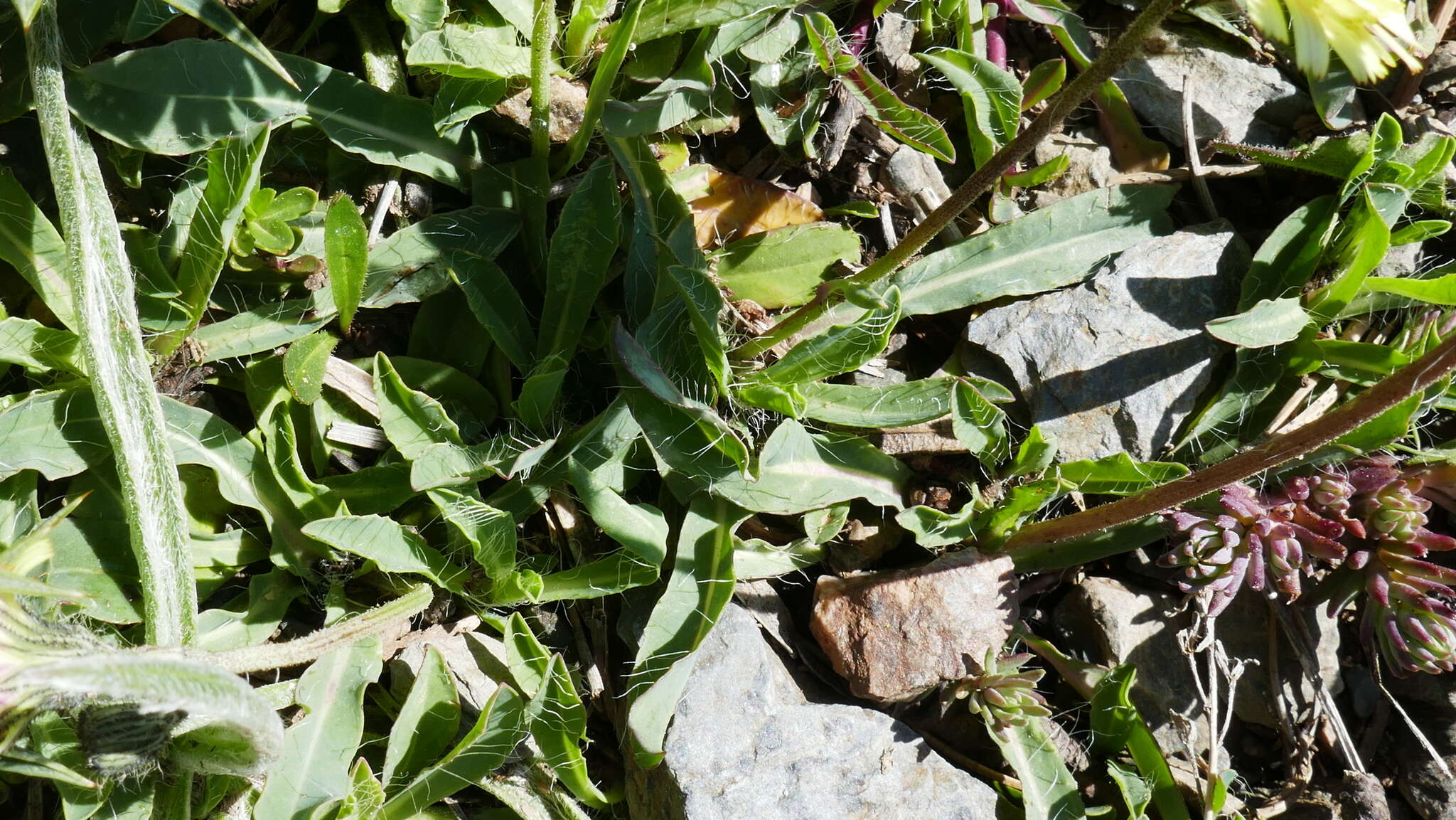 Image of Pilosella lactucella subsp. nana (Scheele) M. Lainz