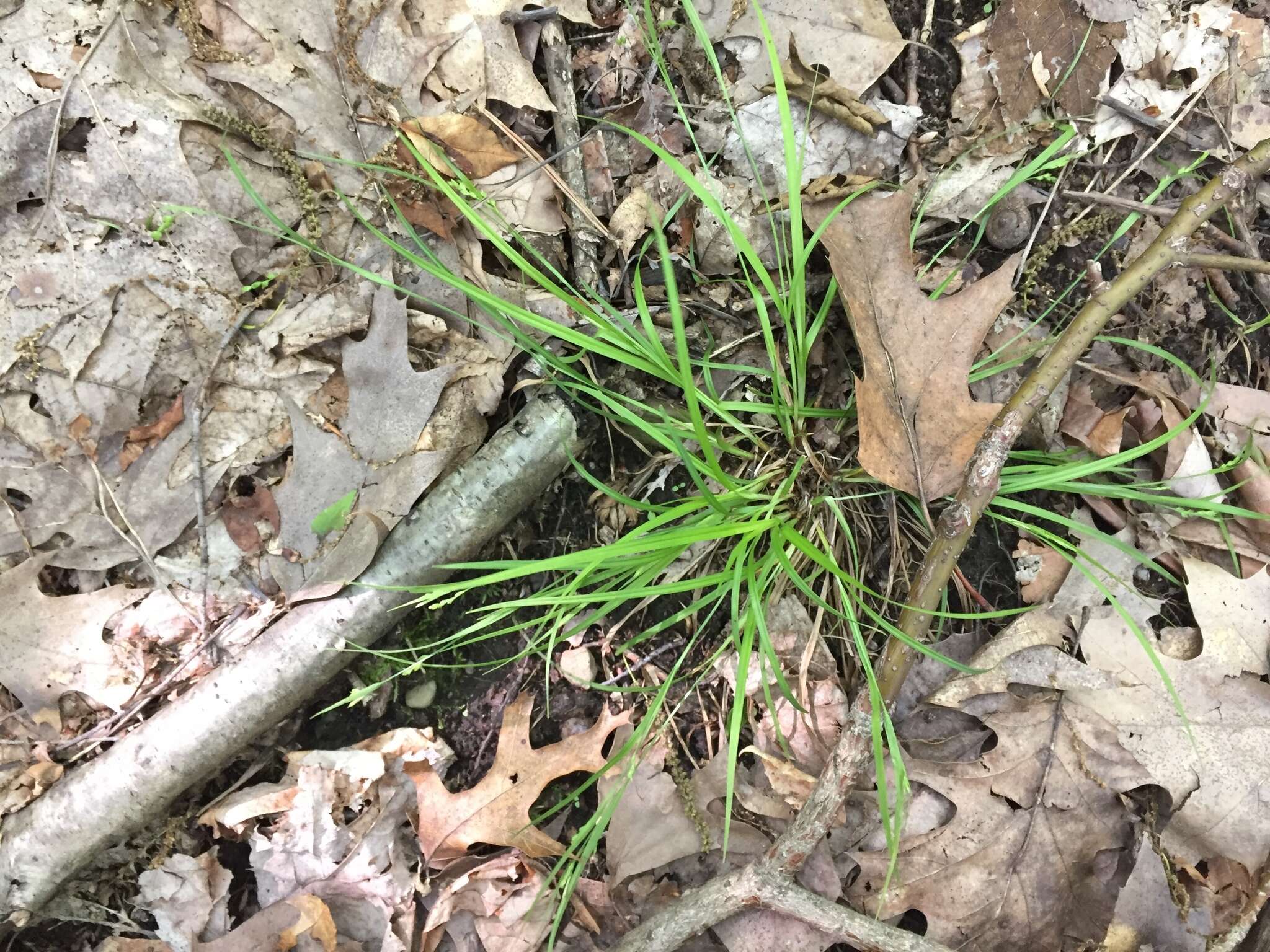 Image of slender woodland sedge