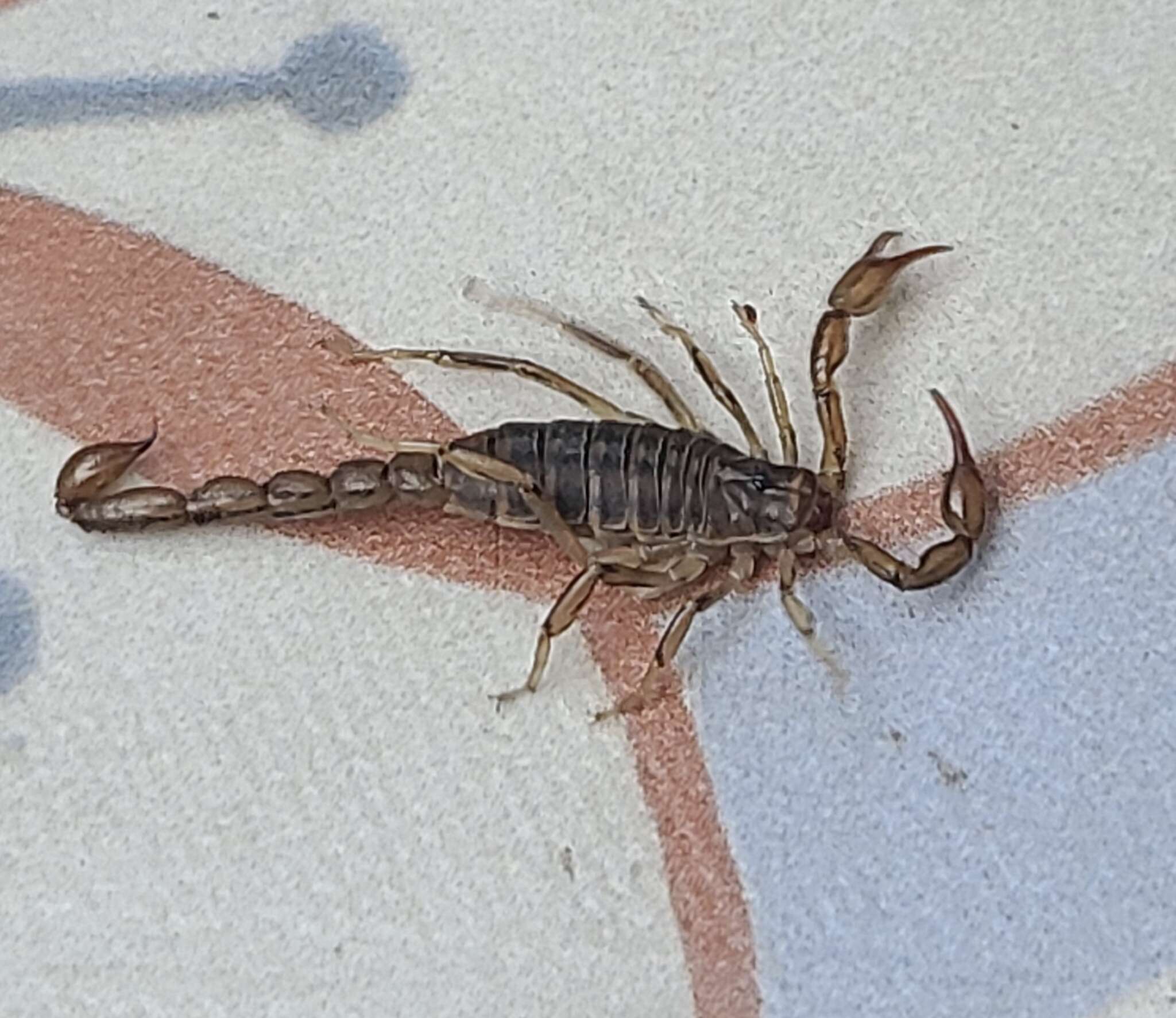 Image of Bothriurus patagonicus Maury 1968