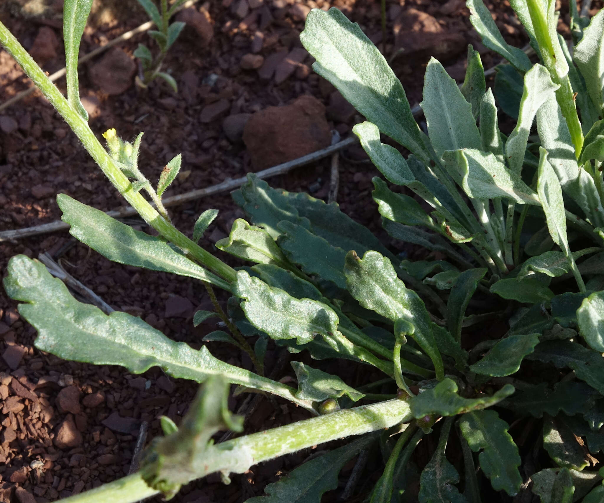 Image of threetooth ragwort