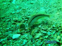 Image of Black-striped goatfish