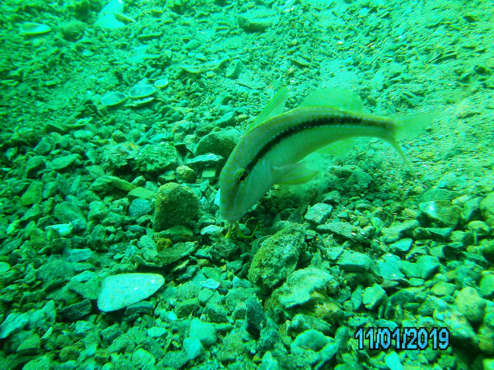 Image of Black-striped goatfish