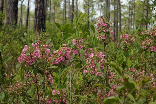 Image of Carolina-Laurel