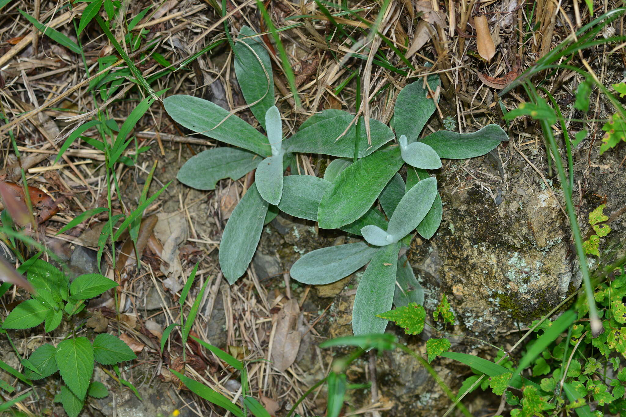 Слика од Pseudognaphalium adnatum (DC.) Y. S. Chen