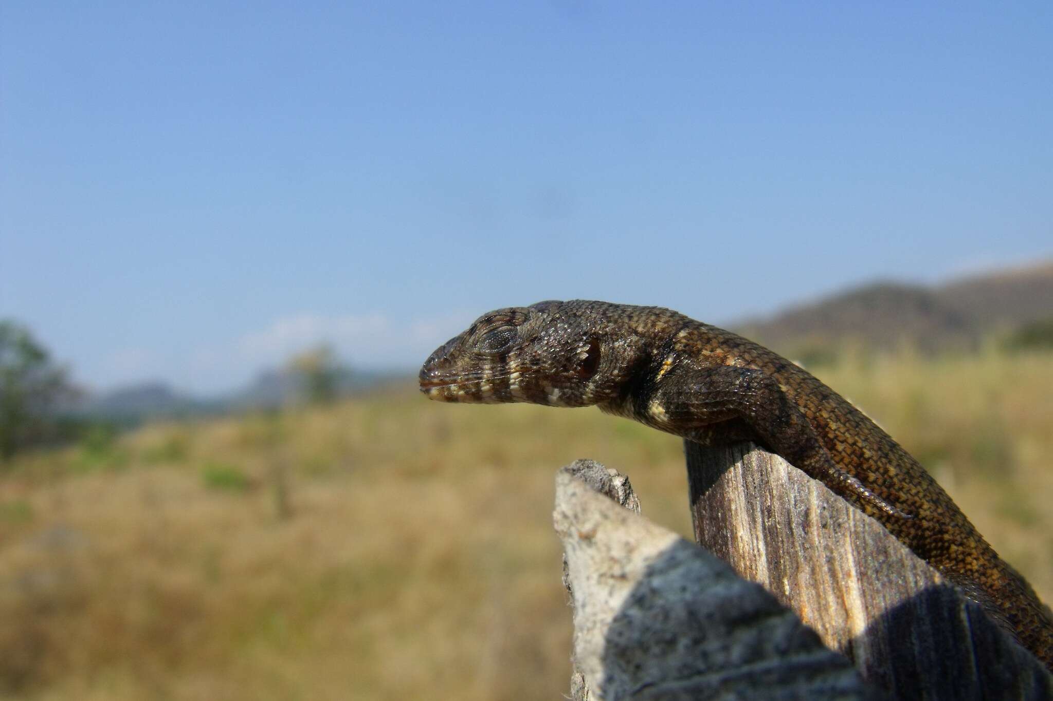 Imagem de Sceloporus pyrocephalus Cope 1864