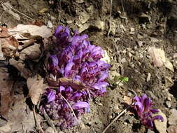 Image of Lathraea clandestina L.