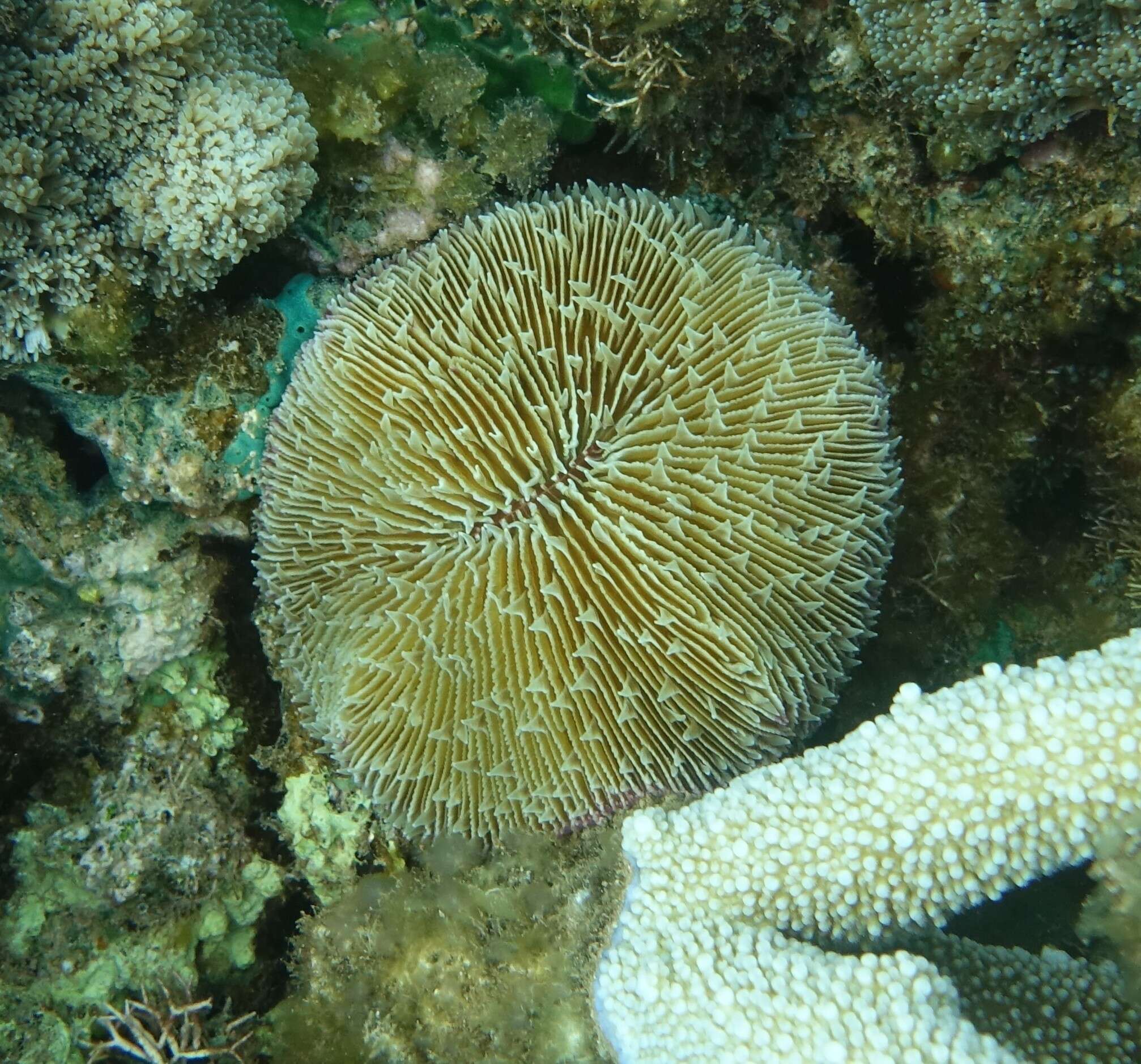 Image of Common Mushroom Coral