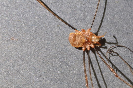Image of <i>Opilio canestrinii</i>