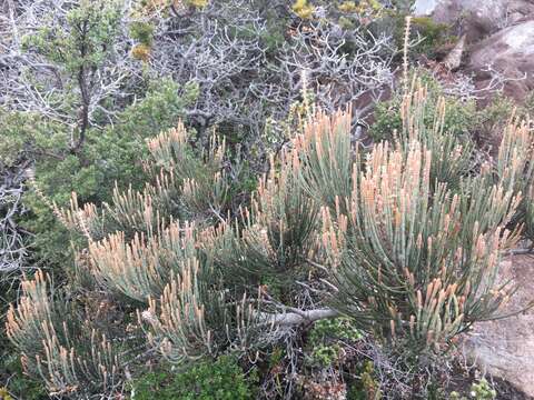 Image of Allocasuarina crassa L. A. S. Johnson