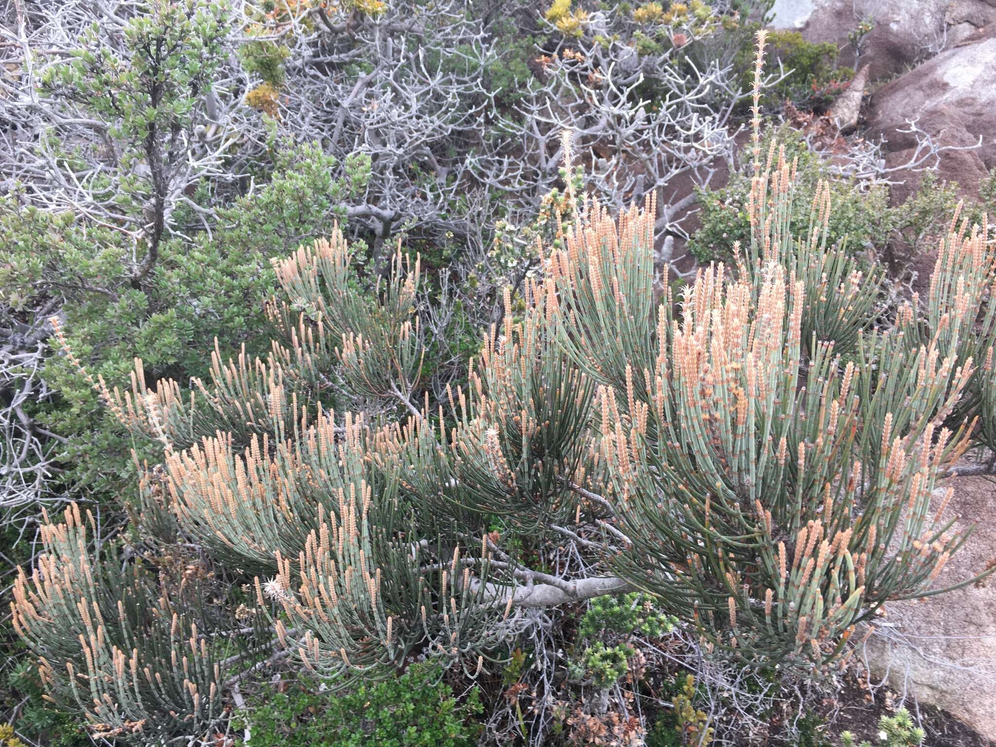 صورة Allocasuarina crassa L. A. S. Johnson