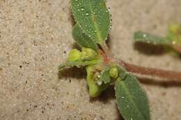 Imagem de Euphorbia carunculata Waterf.