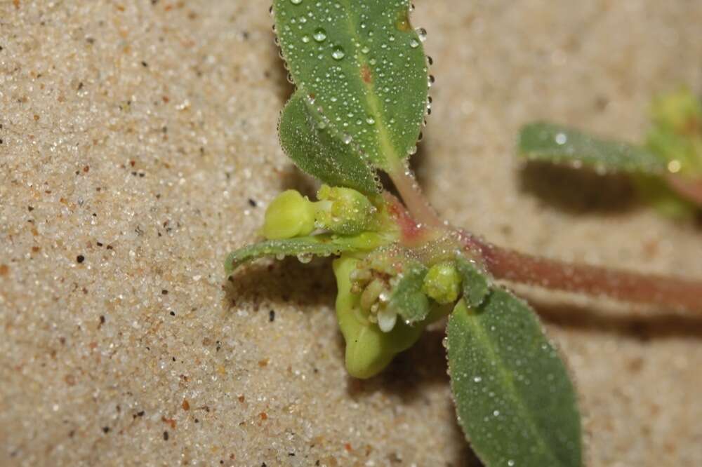 Imagem de Euphorbia carunculata Waterf.