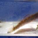 Image of Coldwater darter