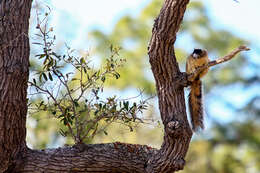 Image of Sherman's fox squirrel