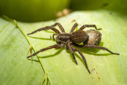 Image of Aglaoctenus oblongus (C. L. Koch 1847)