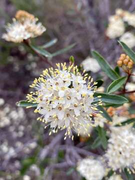 Image of Phebalium squamulosum Vent.