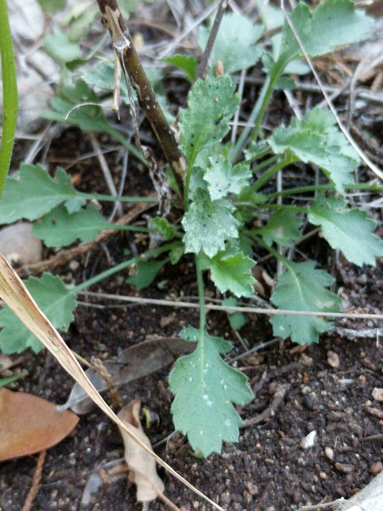 Image of splitleaf gilia