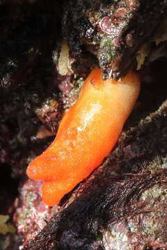 Image of Sea peach