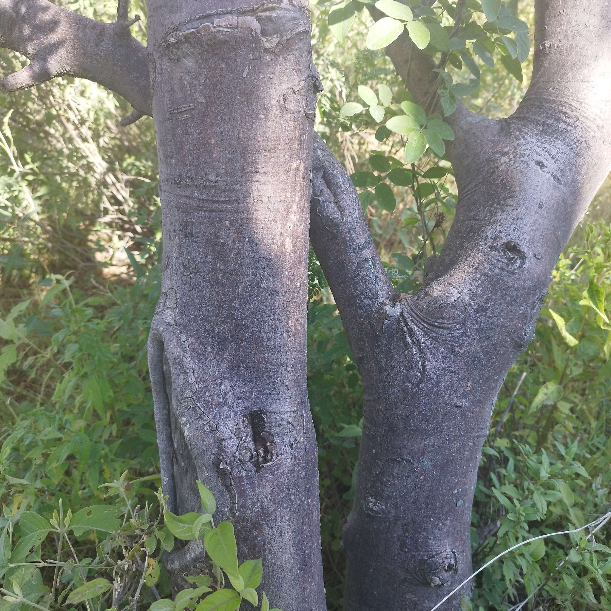 Image de Bursera palmeri S. Wats.