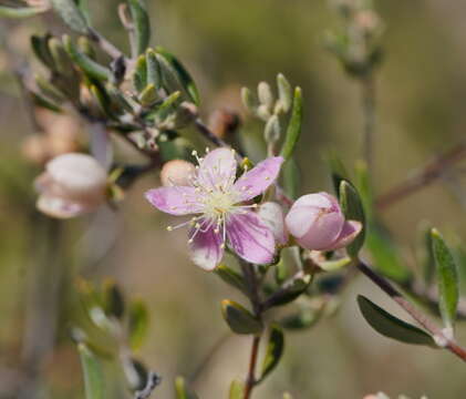 صورة Lithomyrtus microphylla (Benth.) N. Snow & G. P. Guymer