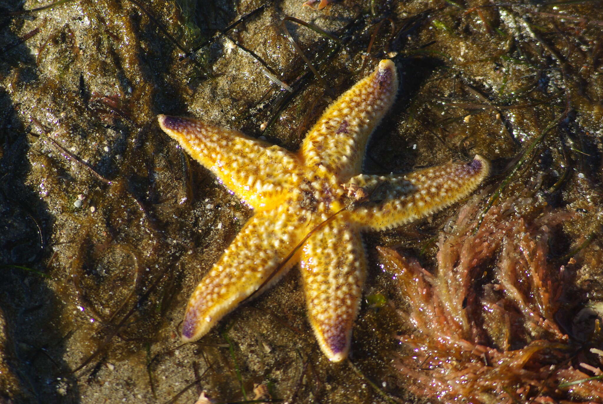 Image of northern Pacific sea star