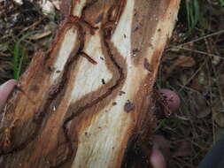 Image of Southern Pine Beetle