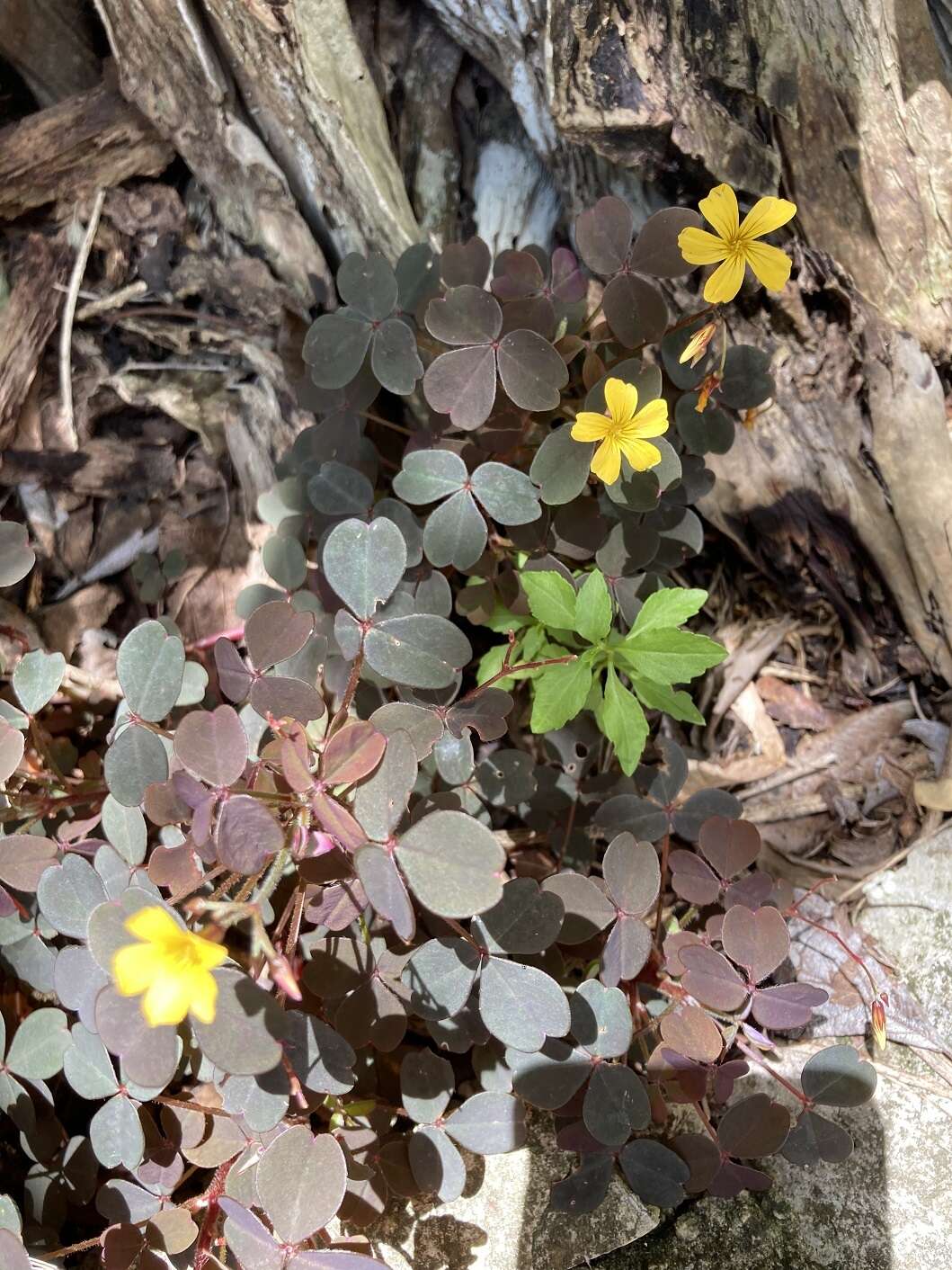 Sivun Oxalis spiralis subsp. spiralis kuva