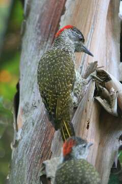 Image of Golden-tailed Woodpecker