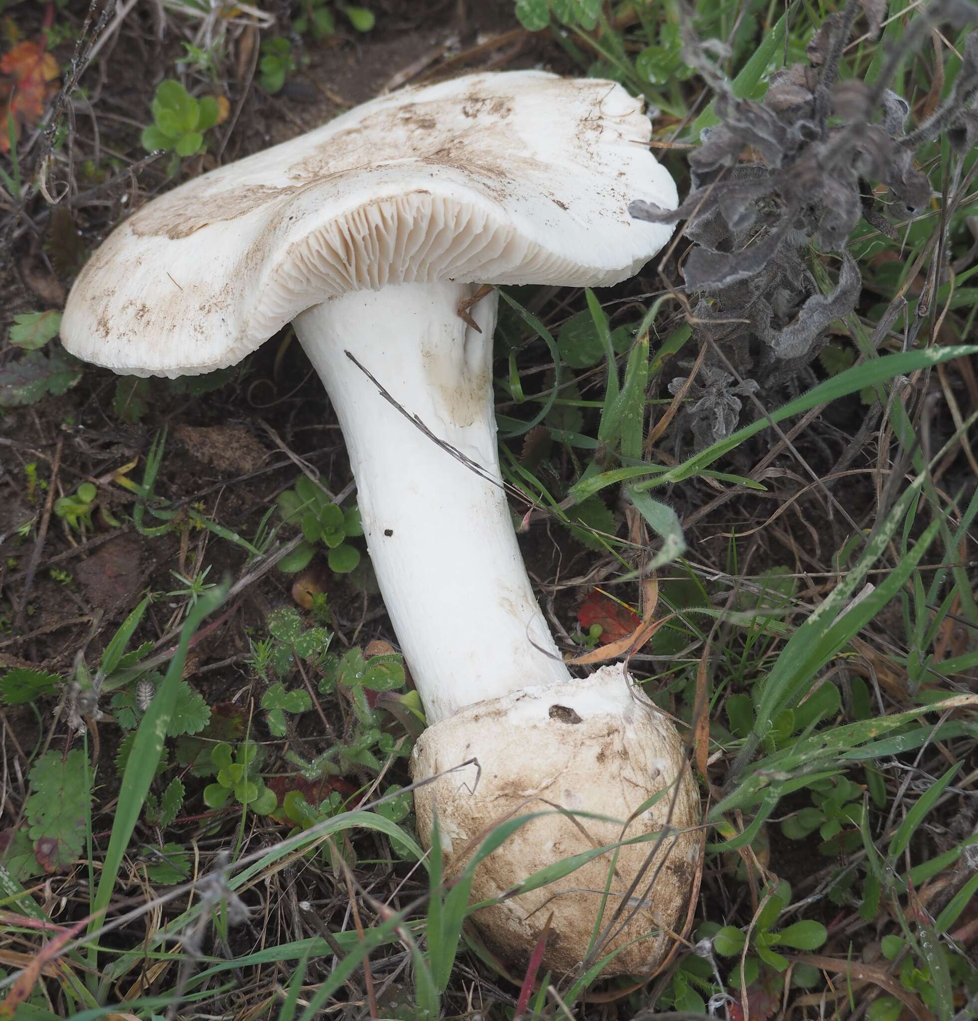 Image of Western North American Destroying Angel