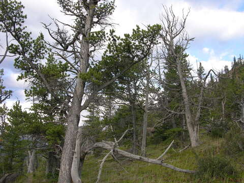 Image of Limber Pine