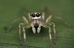 Image of Jumping spider