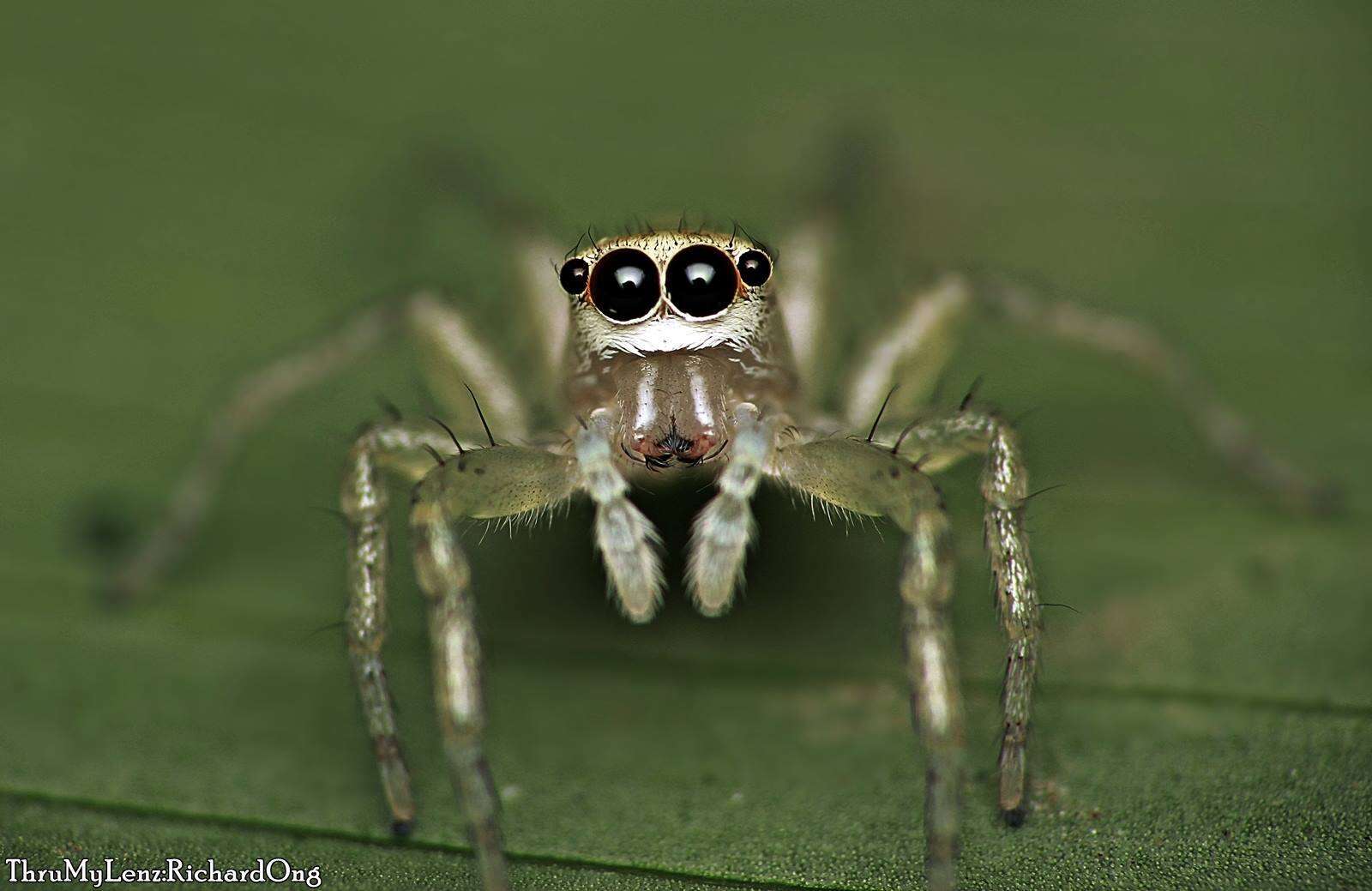 Image of Jumping spider