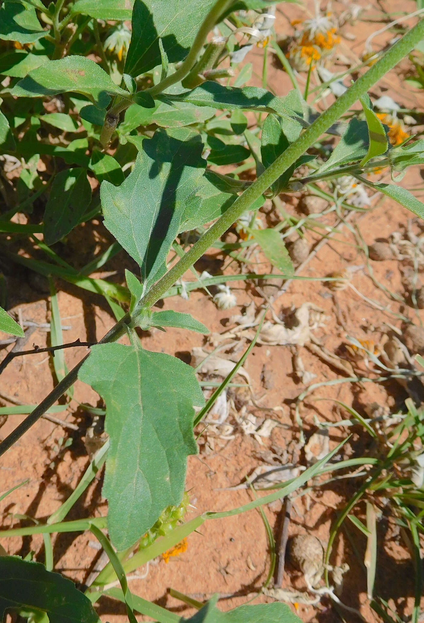 Image of Golden Crownbeard