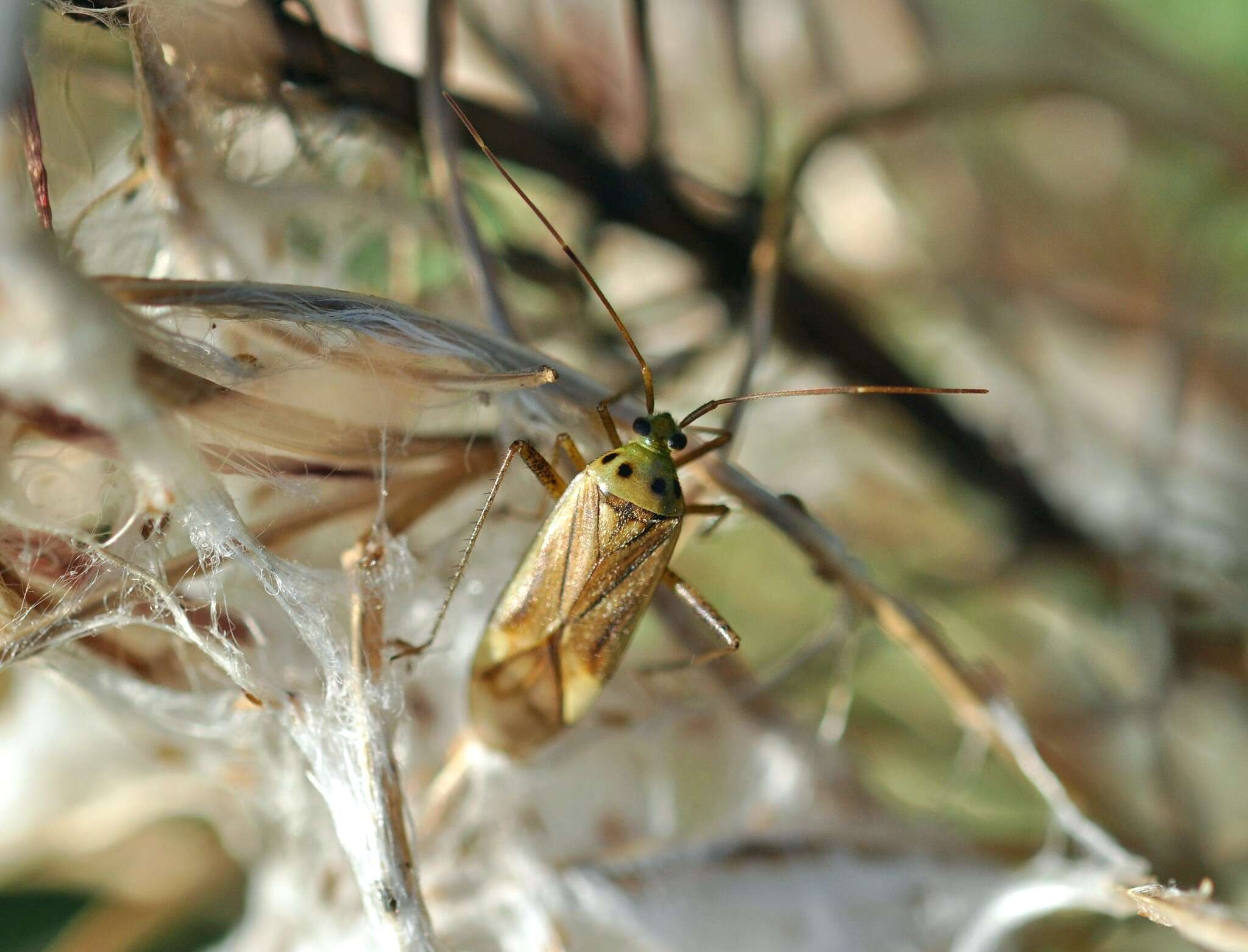 Image of Adelphocoris quadripunctatus (Fabricius 1794)