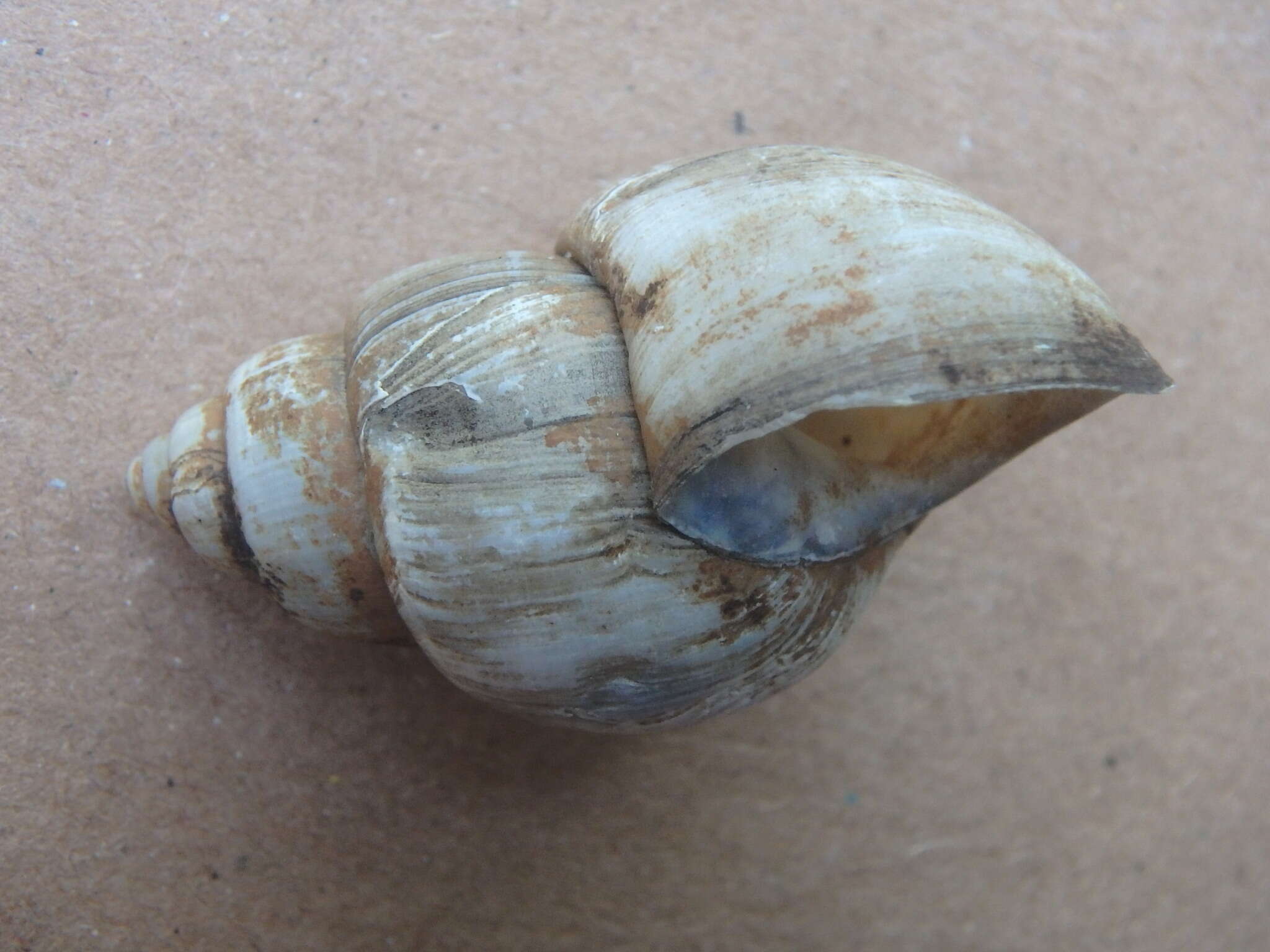 Image of Campeloma decisum (Say 1817)