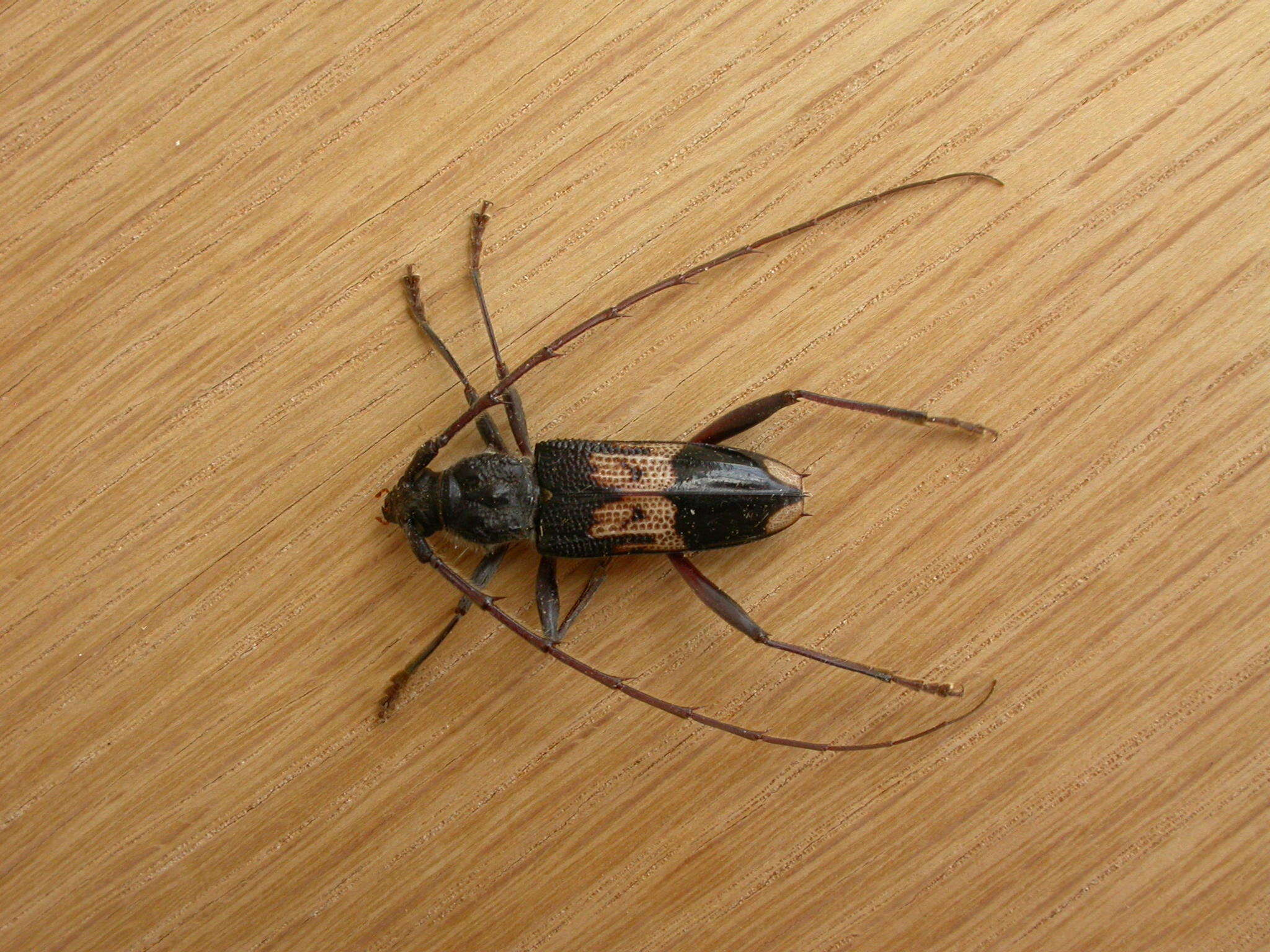 Phoracantha semipunctata (Fabricius 1775) resmi