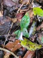 Imagem de Ruellia solitaria Vell.