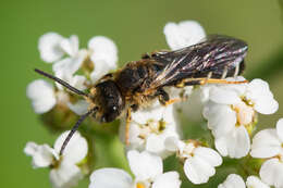 Halictus maculatus Smith 1848的圖片