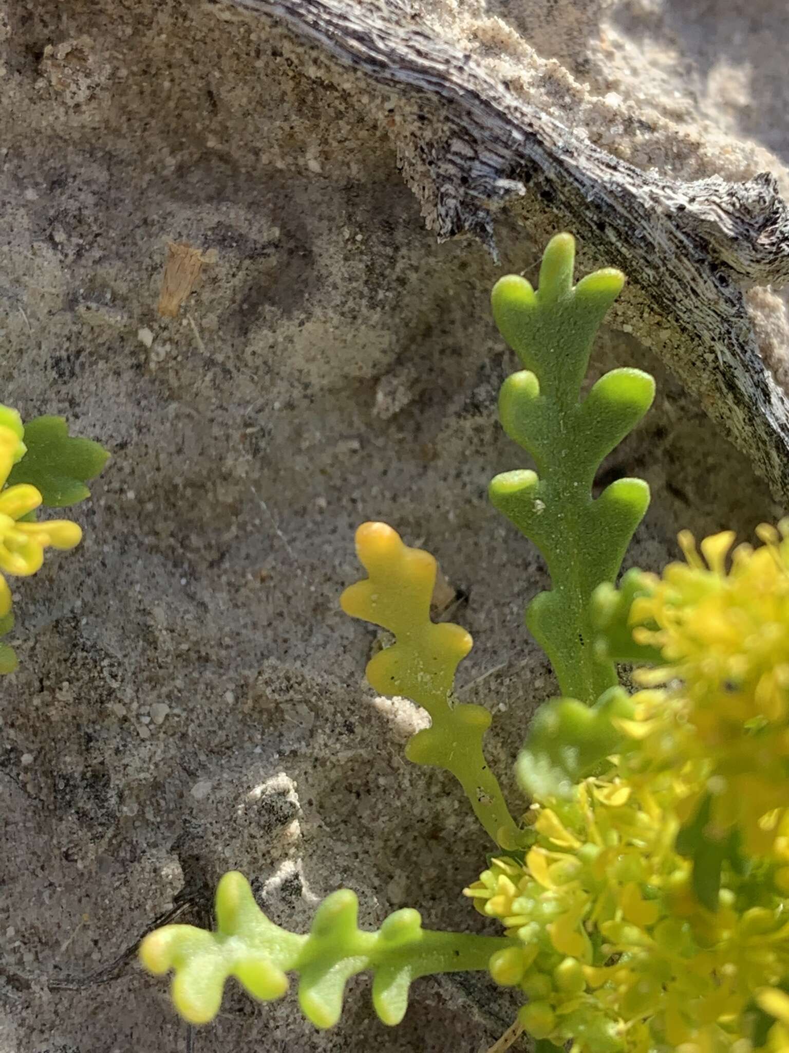 Sivun Lepidium flavum Torr. kuva