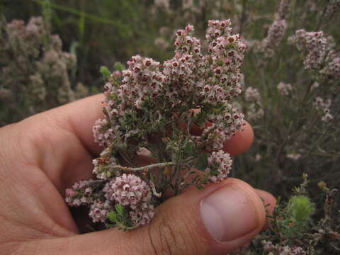 Image of Erica setacea Andr.