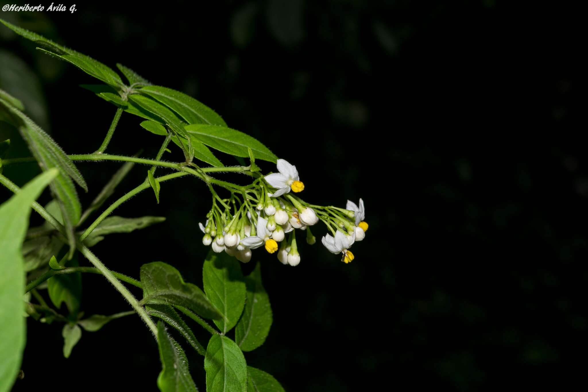 Image of Solanum appendiculatum Humb. & Bonpl. ex Dun.