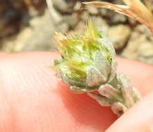 Image of broad-leaved cutweed